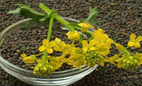 菜粕期貨的手續(xù)費是多少？有優(yōu)惠政