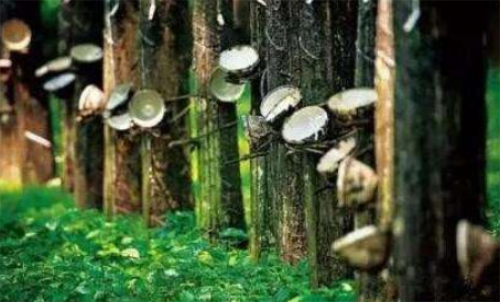 天然橡膠期貨波動(dòng)金額大不大？